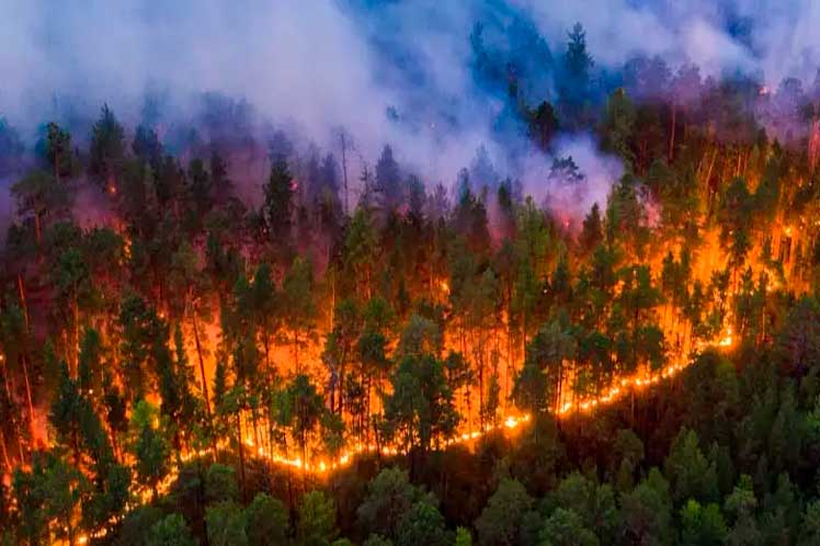 Un muerto y más de 80 viviendas arrasadas por incendio forestal 