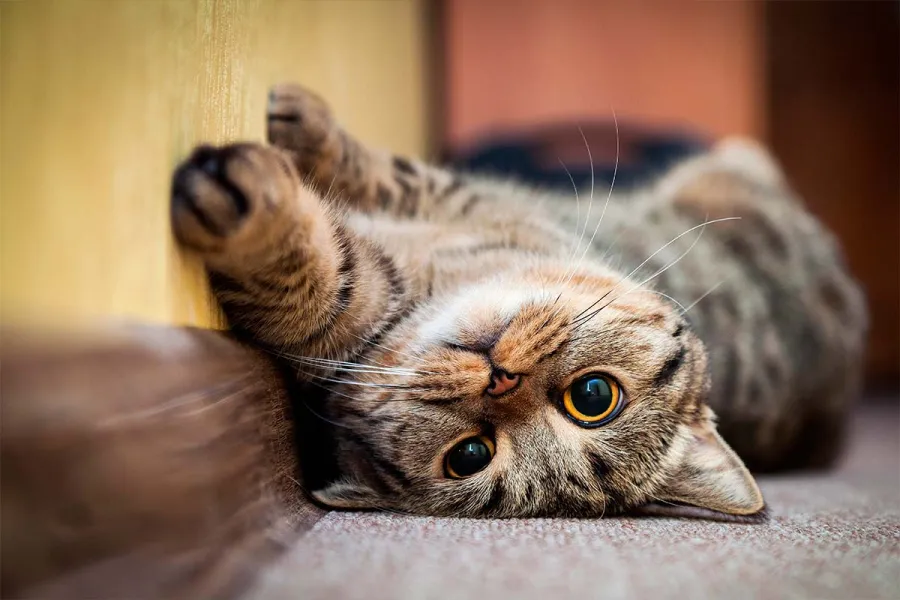 En peligro la tenencia de gatos en Escocia o son rumores