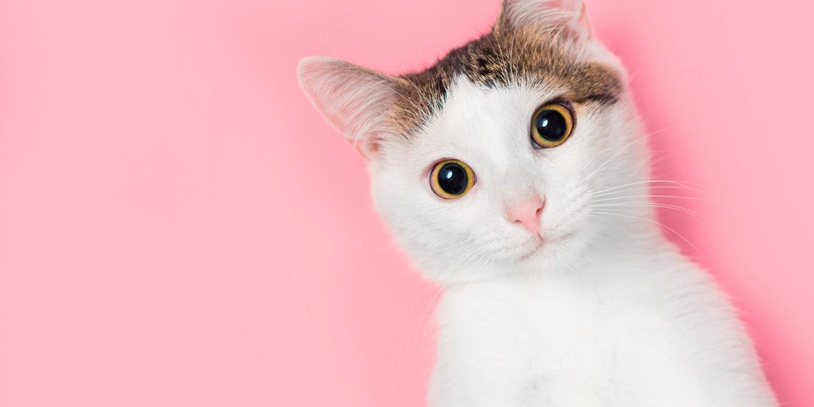 En peligro la tenencia de gatos en Escocia o son rumores
