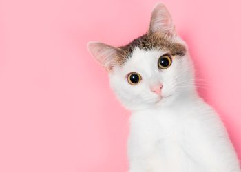 En peligro la tenencia de gatos en Escocia o son rumores