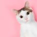 En peligro la tenencia de gatos en Escocia o son rumores