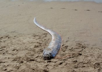 Raro pez remo encontrado en una playa de México
