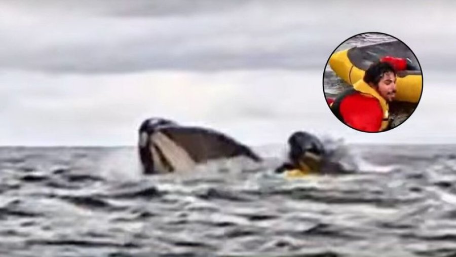 Joven relata cómo una ballena lo tragó y luego lo escupió en el mar