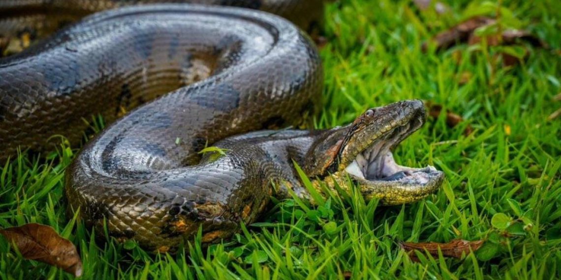 Descubren la anaconda más grande del mundo