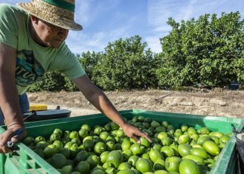 Crisis en la industria limonera: cierran empacadoras en Apatzingán por extorsión