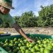 Crisis en la industria limonera: cierran empacadoras en Apatzingán por extorsión