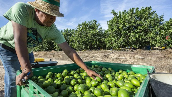 Crisis en la industria limonera: cierran empacadoras en Apatzingán por extorsión