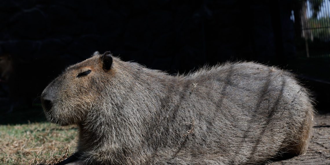 La familia de capibaras, la atracción más popular en el Parque Ecológico Zacango