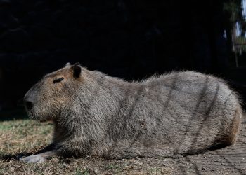 La familia de capibaras, la atracción más popular en el Parque Ecológico Zacango