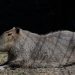 La familia de capibaras, la atracción más popular en el Parque Ecológico Zacango