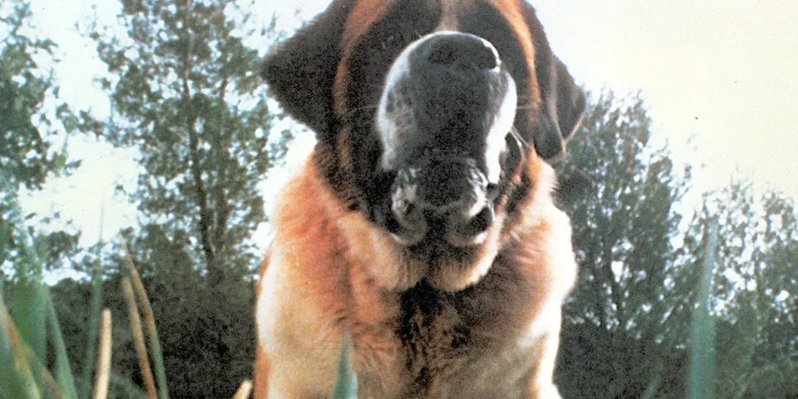 Netflix confirma nueva adaptación de Cujo, el clásico de Stephen King