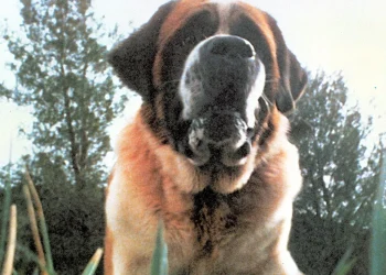 Netflix confirma nueva adaptación de Cujo, el clásico de Stephen King