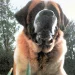 Netflix confirma nueva adaptación de Cujo, el clásico de Stephen King