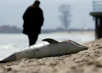 Derrame de combustible en el Mar Negro causa la muerte de 45 delfines