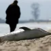 Derrame de combustible en el Mar Negro causa la muerte de 45 delfines