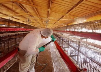 Detectan caso de influenza aviar AH7N3 en granja de Nuevo León; descartan riesgo para consumo