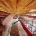 Detectan caso de influenza aviar AH7N3 en granja de Nuevo León; descartan riesgo para consumo