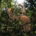 Descubren garra completamente preservada de nuevo dinosaurio en Mongolia