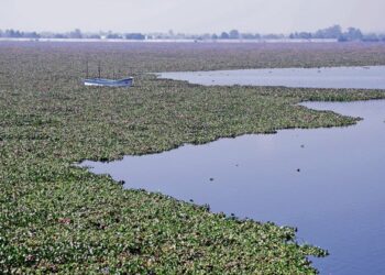 Laguna de Zumpango enfrenta grave crisis por invasión de lirio acuático
