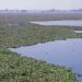 Laguna de Zumpango enfrenta grave crisis por invasión de lirio acuático