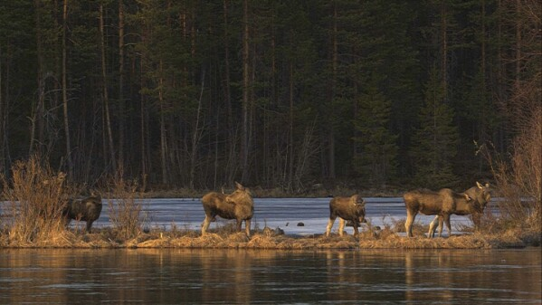 La migración anual de alces en Suecia atrae a millones de espectadores a través de una transmisión en vivo de 20 días.