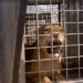 Violencia en Culiacán obliga al cierre de santuario; trasladan casi 200 animales a Mazatlán