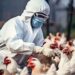 México suspende importación de productos avícolas de Brasil por brote de influenza H5N1