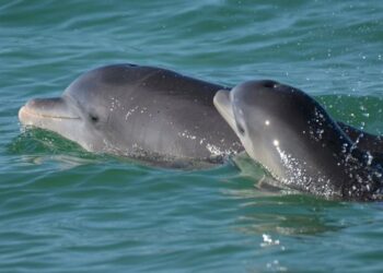 Prohíben espectáculos con mamíferos marinos en México