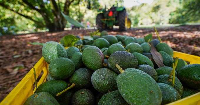 México inicia exportación de aguacate a Brasil y expande su mercado internacional