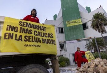 Greenpeace exige a Semarnat detener destrucción de la selva por obras del Tren Maya