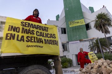 Greenpeace exige a Semarnat detener destrucción de la selva por obras del Tren Maya