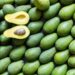 Japón reconoce inocuidad de aguacate y carnes mexicanas; se refuerza comercio bilateral