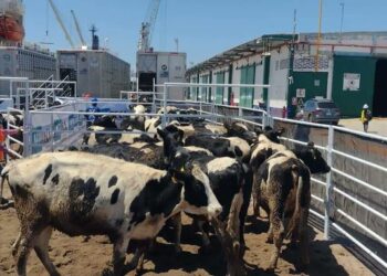 Senasica inspecciona ganado procedente de Nicaragua en el puerto de Mazatlán