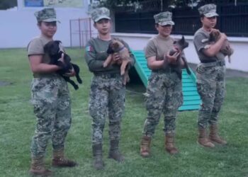 Marina entrena a cachorros para reforzar seguridad en el Mundial 2026