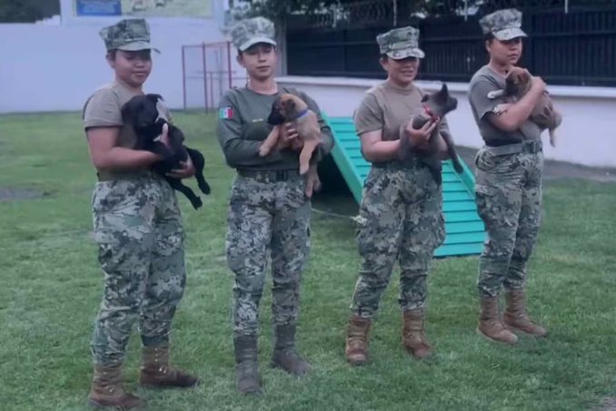 Marina entrena a cachorros para reforzar seguridad en el Mundial 2026