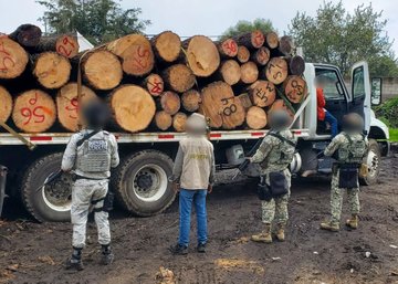 Aseguran aserradero ilegal en Huitzilac con más de 16 m³ de madera