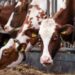 México confirma caso de gusano barrenador cerca de Texas; ganaderos de EU reclaman acciones