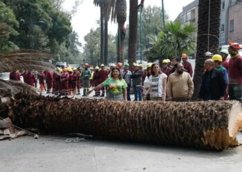 CDMX sustituirá palmeras enfermas por árboles nativos para fortalecer la biodiversidad