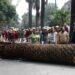 CDMX sustituirá palmeras enfermas por árboles nativos para fortalecer la biodiversidad