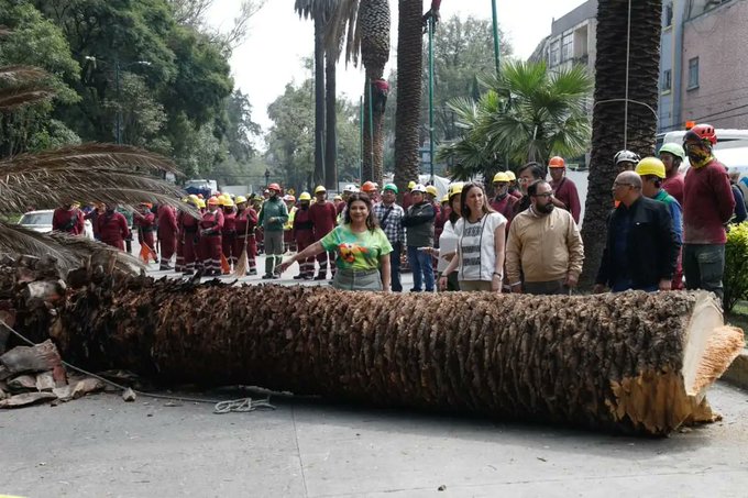 CDMX sustituirá palmeras enfermas por árboles nativos para fortalecer la biodiversidad