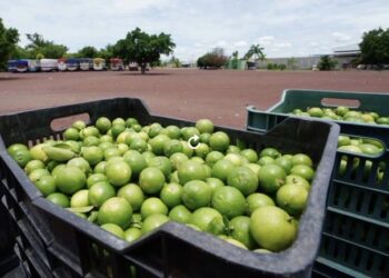 El negocio del crimen: Los Blancos de Troya y su dominio en Tierra Caliente