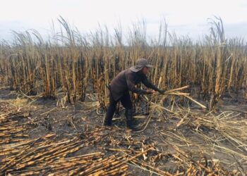 Gobierno y cañeros acuerdan medidas para frenar importaciones y fortalecer el campo mexicano