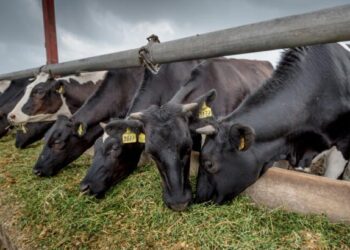 México confirma control del gusano barrenador y busca reactivar exportación ganadera a EU