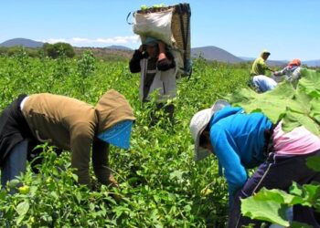 Consejo Agropecuario pide reglas claras para evitar la descapitalización del campo