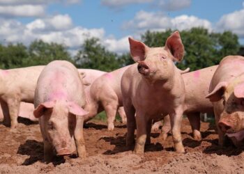 Brote de peste porcina en Cataluña provoca vetos globales al cerdo español
