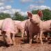 Brote de peste porcina en Cataluña provoca vetos globales al cerdo español
