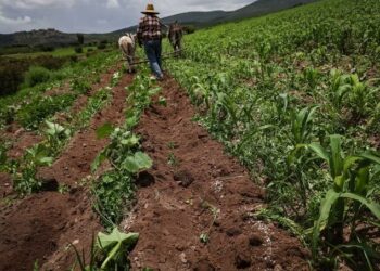 México refuerza su posición global en alimentos pese a retos internacionales