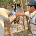 México refuerza coordinación con Estados Unidos para contener al gusano barrenador