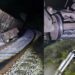 Tren de carga del Corredor Interoceánico descarrila en Oaxaca sin dejar lesionados
