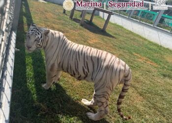 Encuentran 135 animales exóticos y 68 mil litros de diésel durante operativo en Tamaulipas